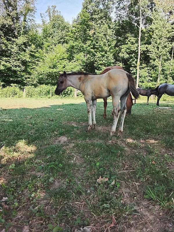 babies-quarter-horse