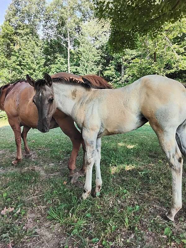 baby-quarter-horse