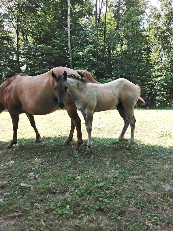 female-quarter-horse