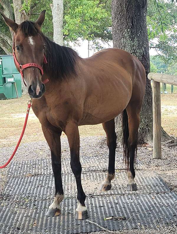 white-socks-star-horse