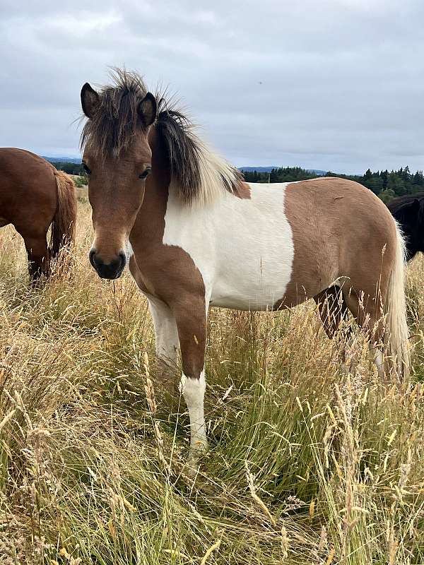 tri-color-icelandic-horse