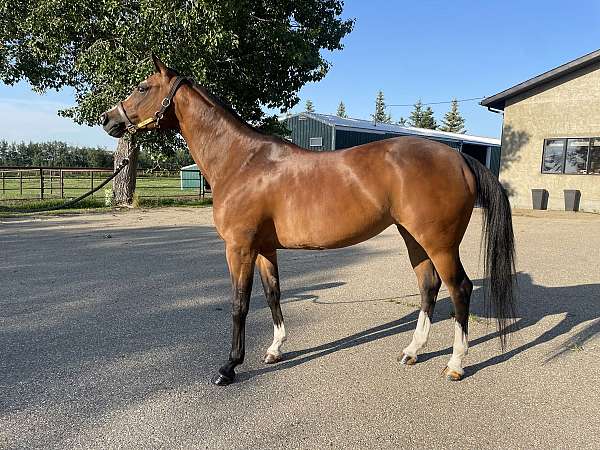 all-around-arabian-horse