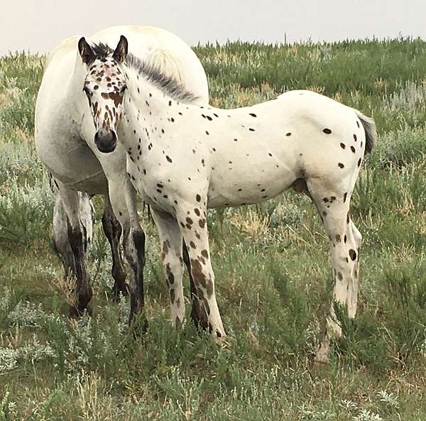 1-hand-appaloosa-colt