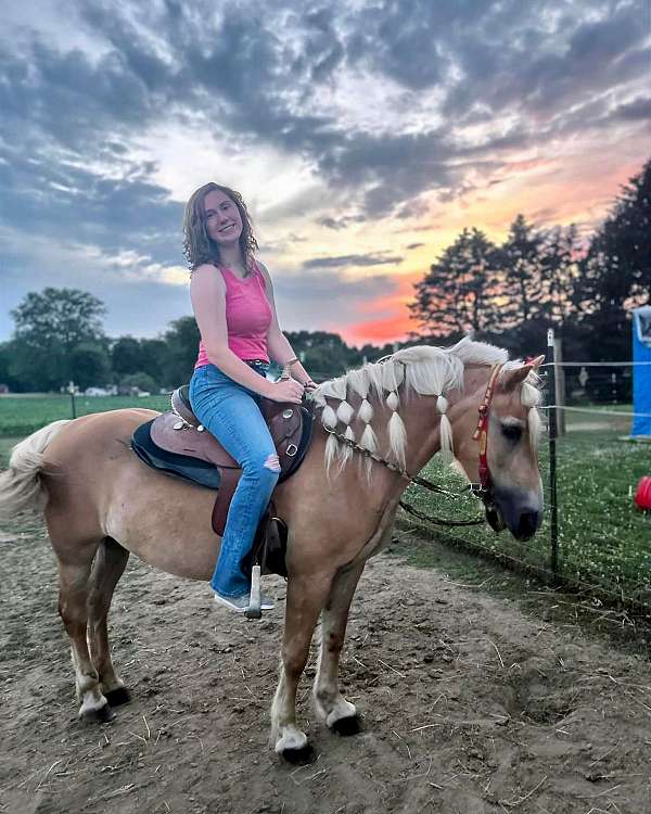 beginner-haflinger-horse