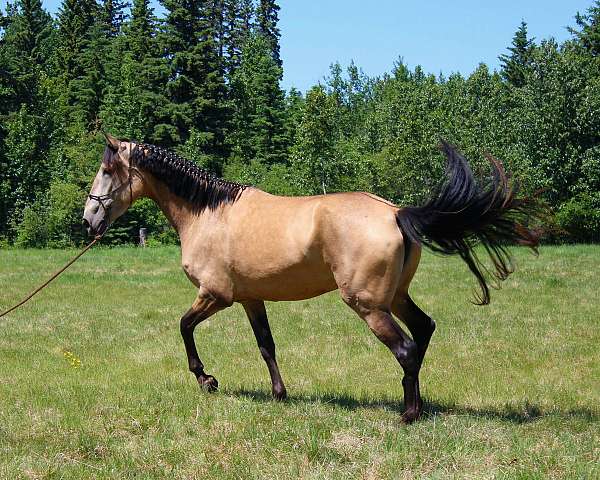 equitation-andalusian-canadian-horse