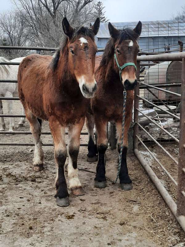 bay-belgian-yearling