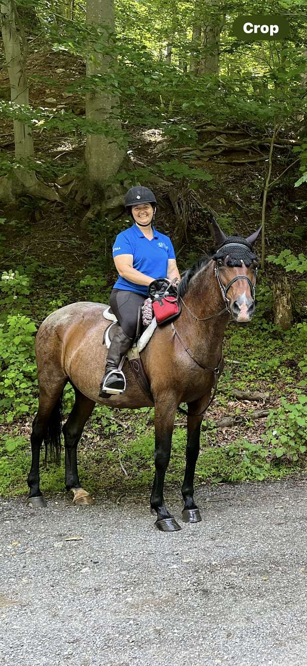 bay-roan-star-pastern-horse