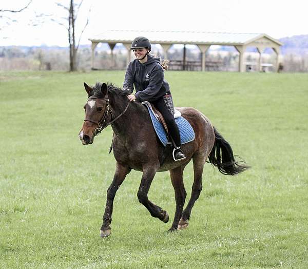 star-pastern-horse