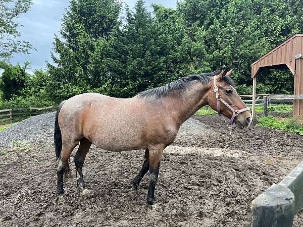 english-pleasure-quarter-horse