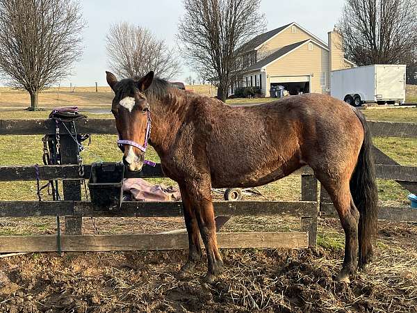 trail-riding-quarter-horse