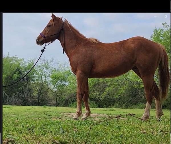 sorrel-cutting-started-under-saddle-horse