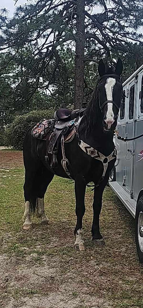 3-white-socks-stripe-on-head-horse