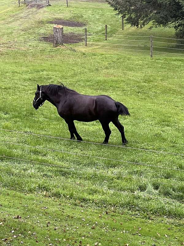 pleasure-driving-percheron-pony