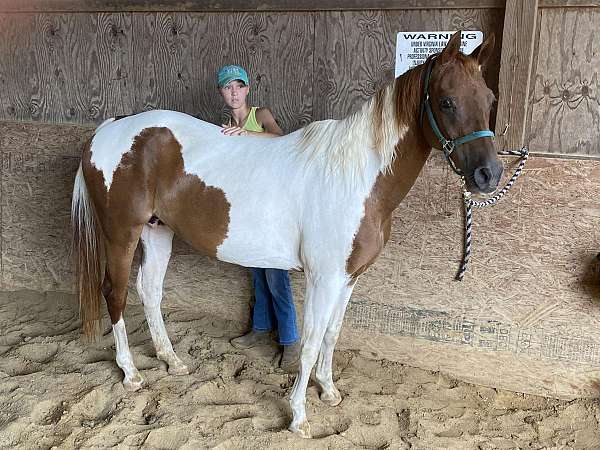 pinto-crossbred-pony-for-sale