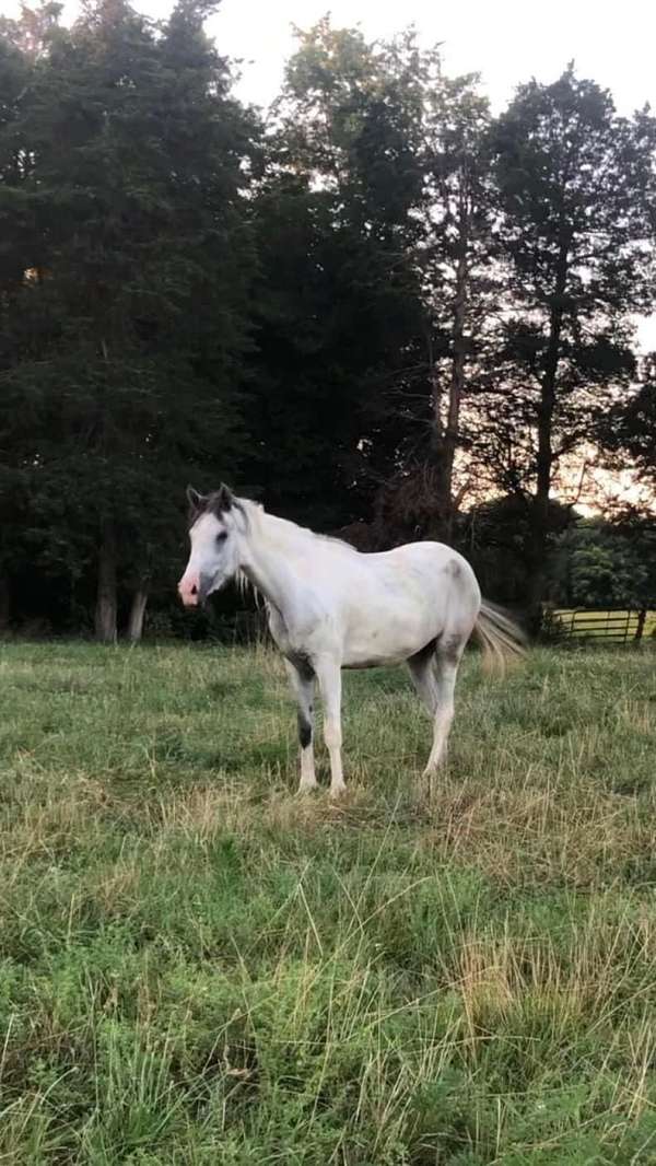 groundwork-spotted-saddle-horse