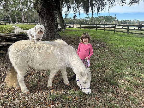 trail-pony