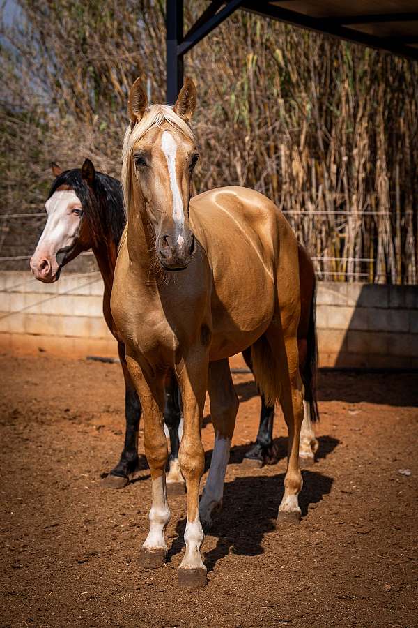 guardiola-stallion