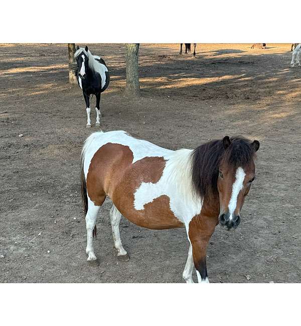 barefoot-miniature-horse