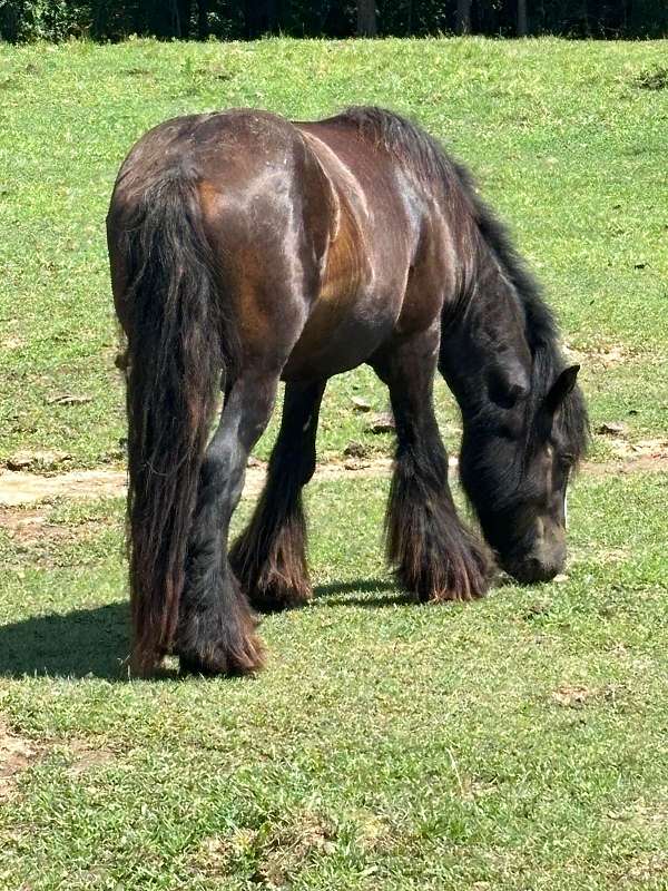 not-started-gypsy-vanner-horse