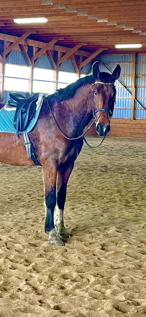 all-around-warmblood-horse