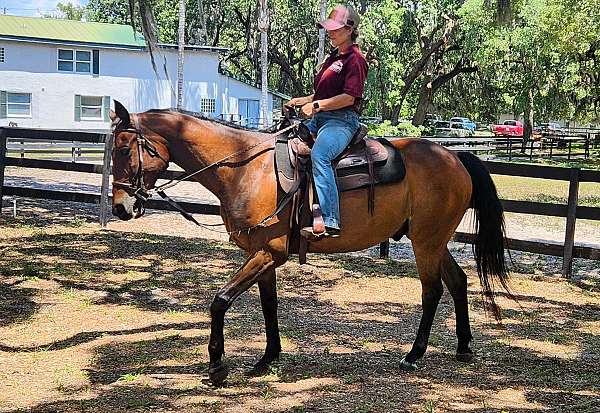 all-around-quarter-horse