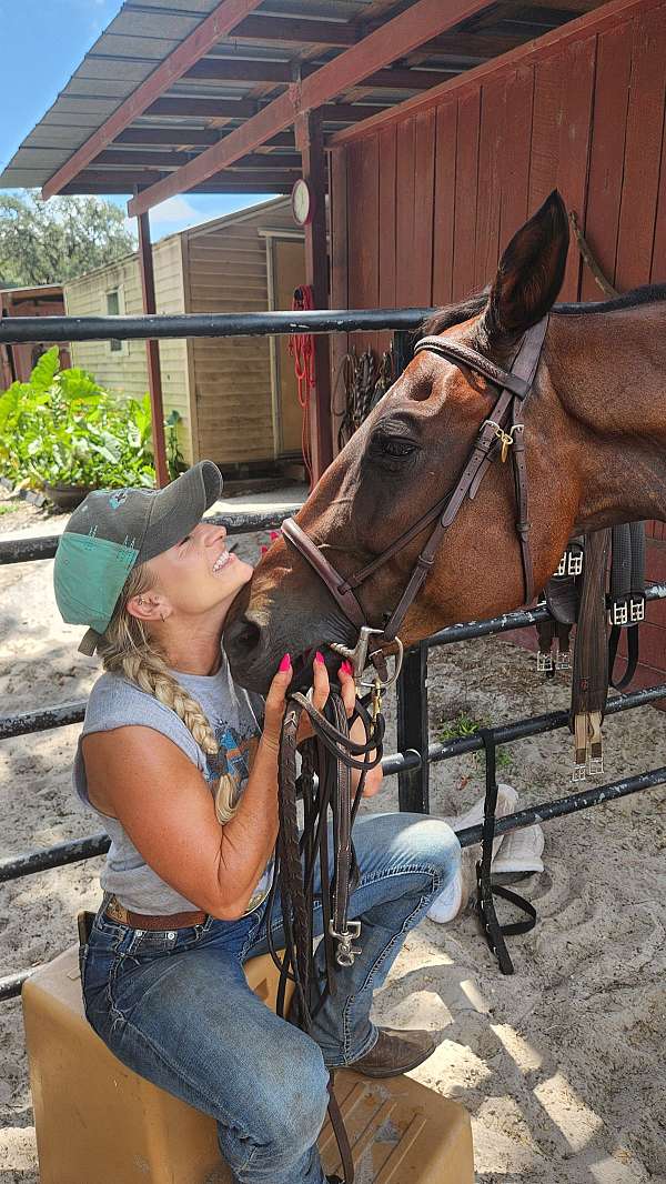 bay-quarter-horse-gelding