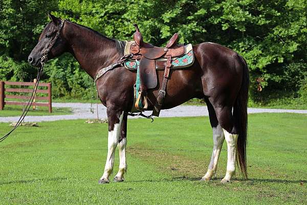 all-around-paint-horse