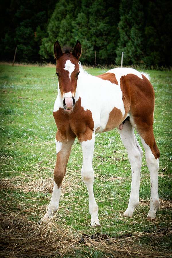 breakaway-prospect-paint-horse