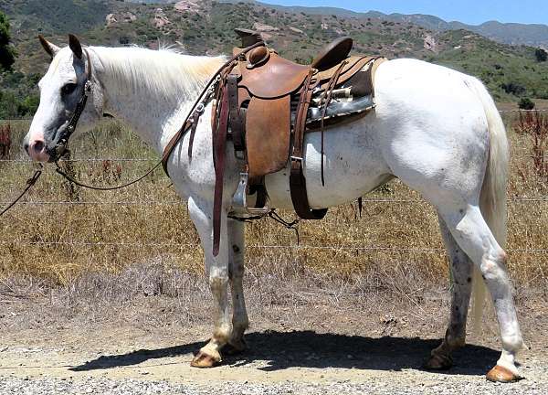 roping-trail-appaloosa-horse