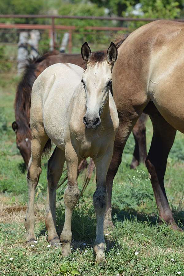 buckskin-grey-athletic-show-horse