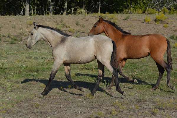 buckskin-grey-athletic-show-horse