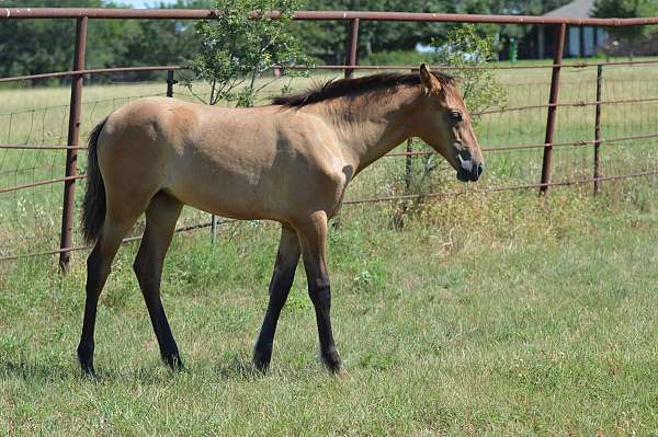 andalusian-filly