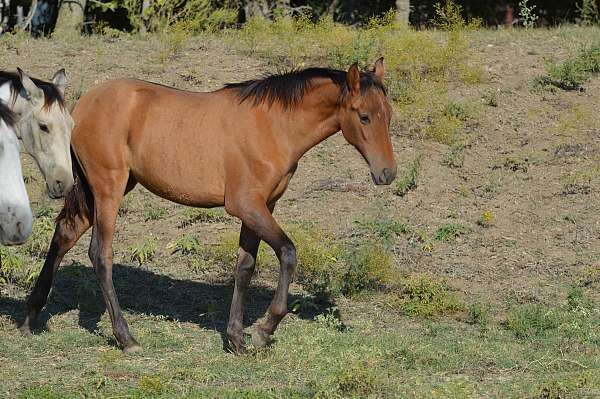 andalusian-filly