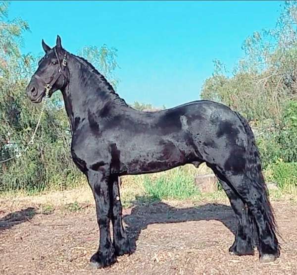 friesian-colt