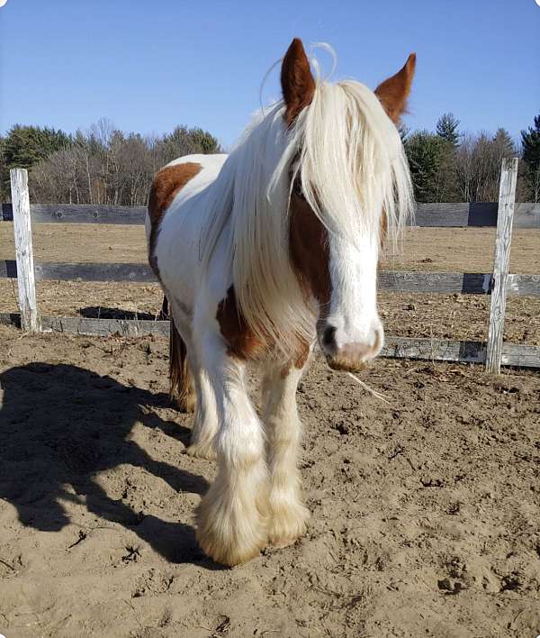 pack-trail-gypsy-vanner-horse