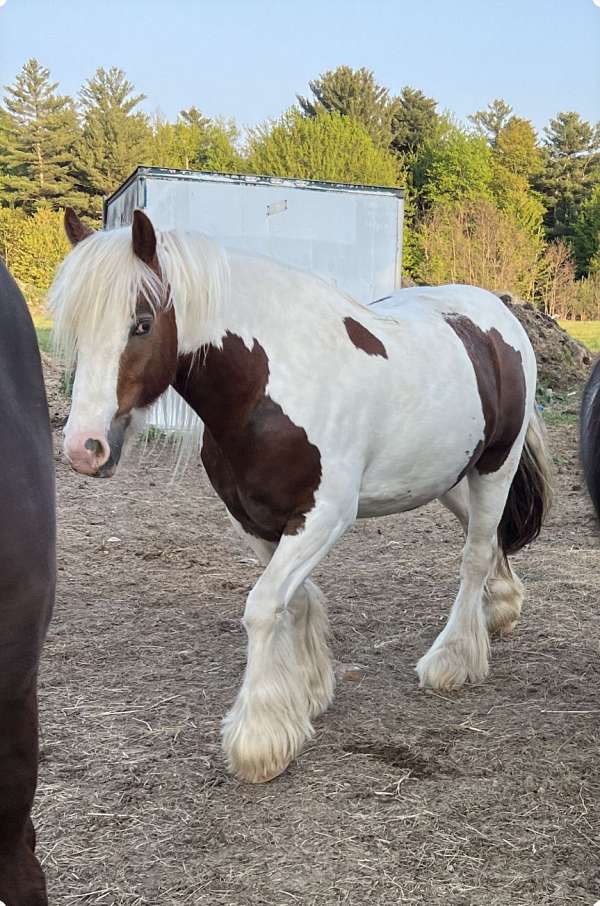 chestnut-white-gypsy-vanner-gelding