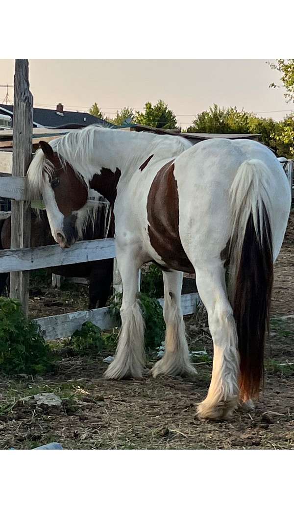 chestnut-white-pack-trail-horse