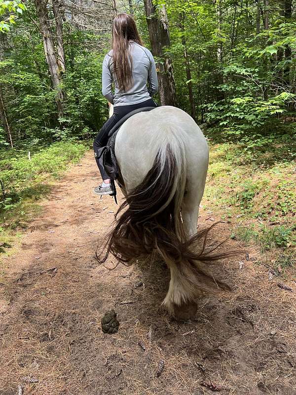 camping-gypsy-vanner-horse