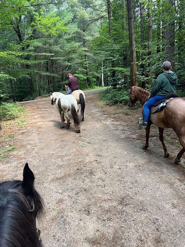 crosses-water-gypsy-vanner-horse