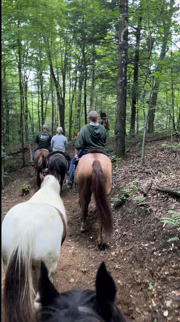 gelding-trail-gypsy-vanner-horse