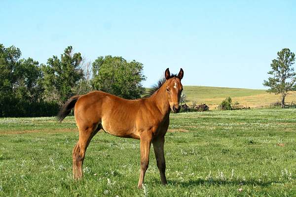 mounted-shooting-prospect-quarter-horse