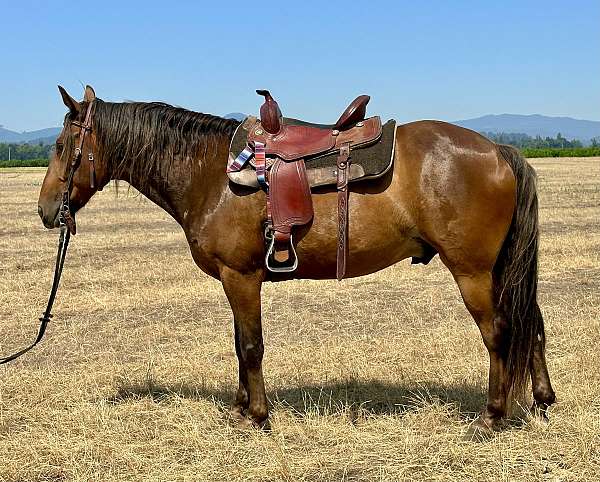 working-equitation-rocky-mountain-horse