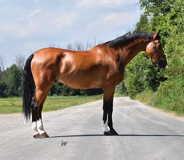 show-experie-warmblood-horse