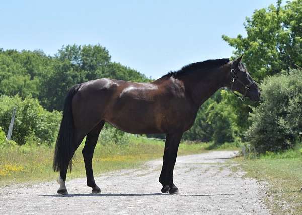 athletic-warmblood-horse