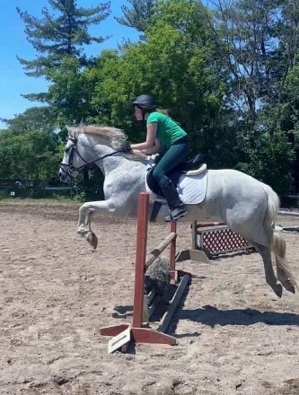 arena-andalusian-pony