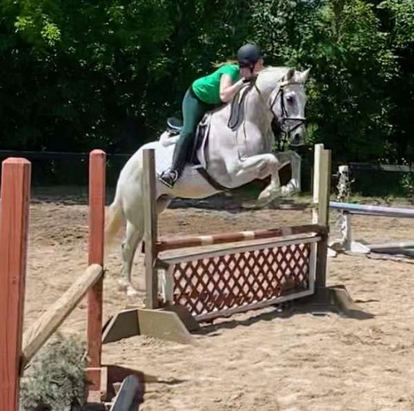 all-andalusian-pony