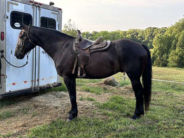 crosses-creeks-friesian-horse