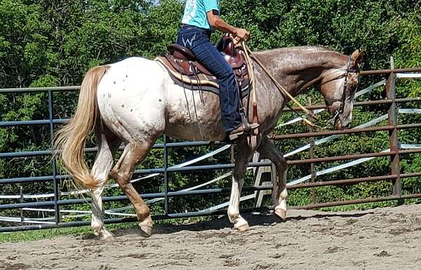 athletic-appaloosa-horse