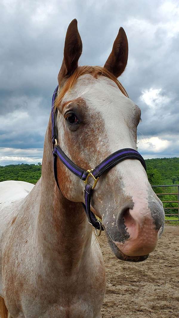 english-pleasure-appaloosa-horse