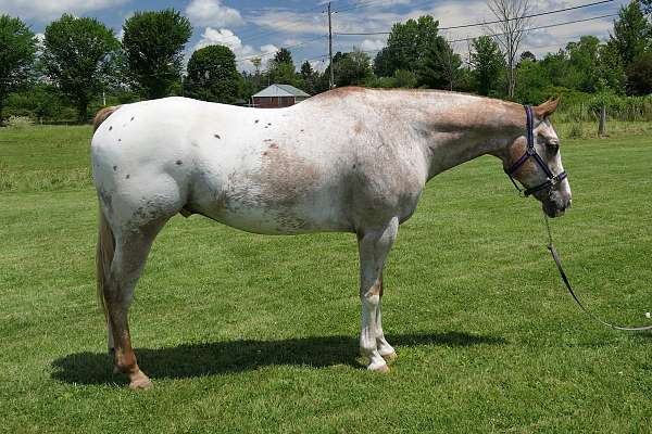 equitation-appaloosa-horse